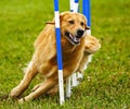 Dog Agility Weave Competition Royalty Free Stock Photo